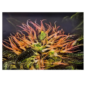 Unbranded Posters & Stickers 3D Image( 5.0" x 7.0") Bud Crown