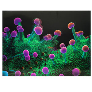 Unbranded Posters & Stickers 3D Image( 5.0" x 7.0") Trichomes