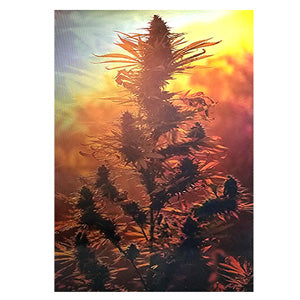 Unbranded Posters & Stickers 3D Image( 5.0" x 7.0") Bud Vertical Sunset