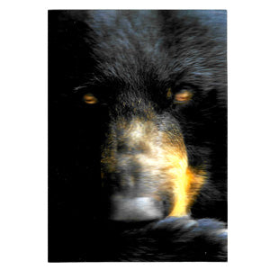 Unbranded Posters & Stickers 3D Image( 5.0" x 7.0") Grizzly