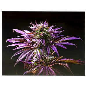 Unbranded Posters & Stickers 3D Image( 5.0" x 7.0") Blueberry Kush