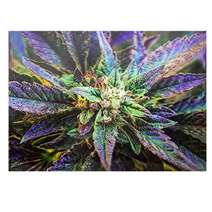 Unbranded Posters & Stickers 3D Image( 5.0" x 7.0") Bud Purple